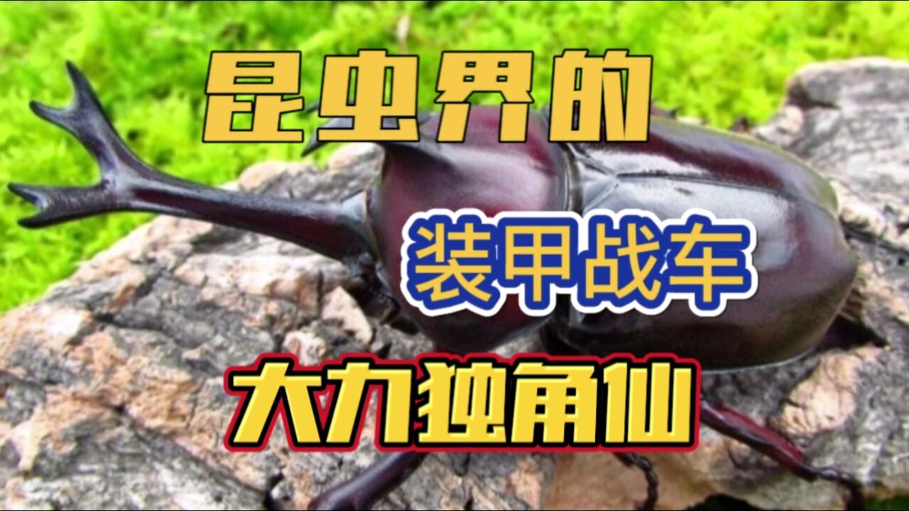 昆虫界的装甲战车大力独角仙_高清1080P在线观看平台_腾讯视频
