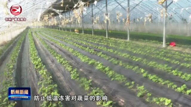 《抓典型 促落实 作风建设年》专栏报道:忻府区组织农技专家指导农业生产防范寒潮影响