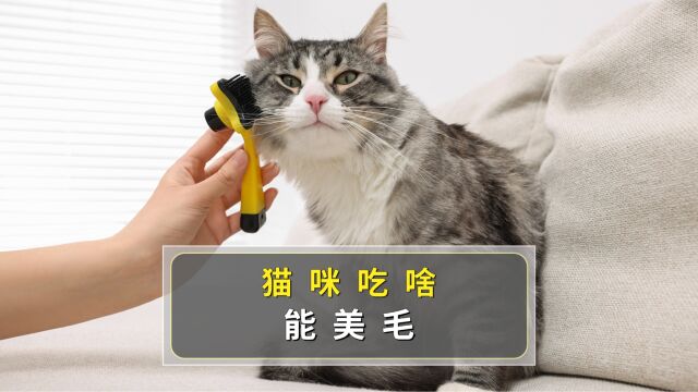 猫咪吃这7种食物,越吃越漂亮!