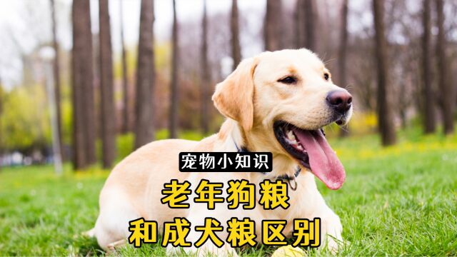 老年狗粮和成犬粮区别?如何挑选合适的狗粮?