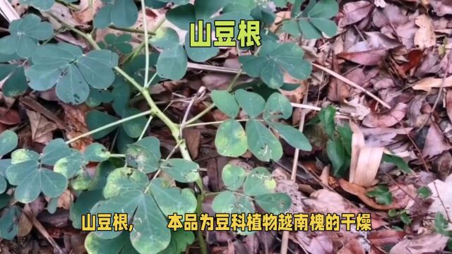 “山豆根”日常生活小记