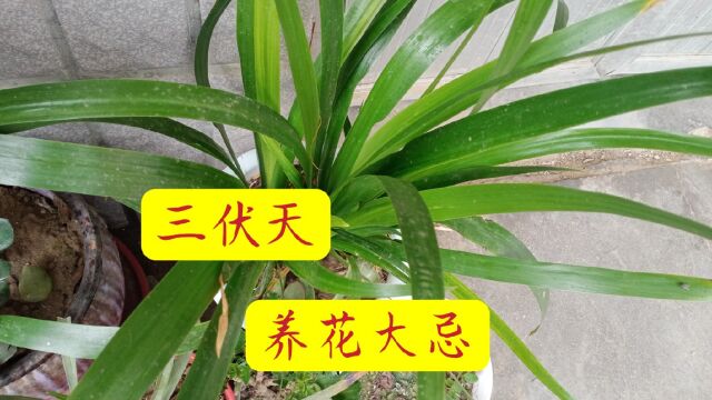 进入三伏天,怎么样把花养好?要注意什么?