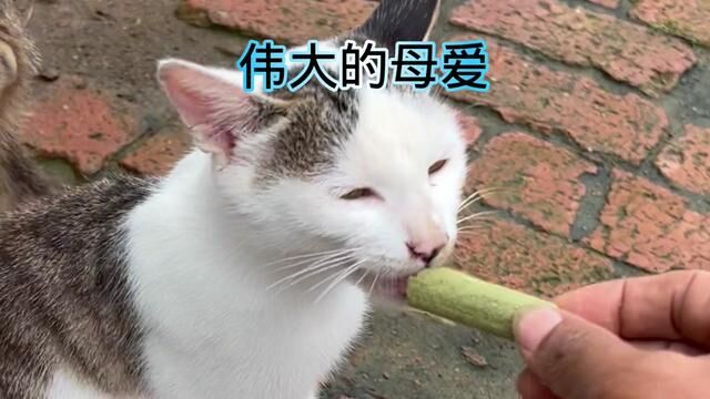 伟大的母爱,一只尽职尽责的猫妈妈