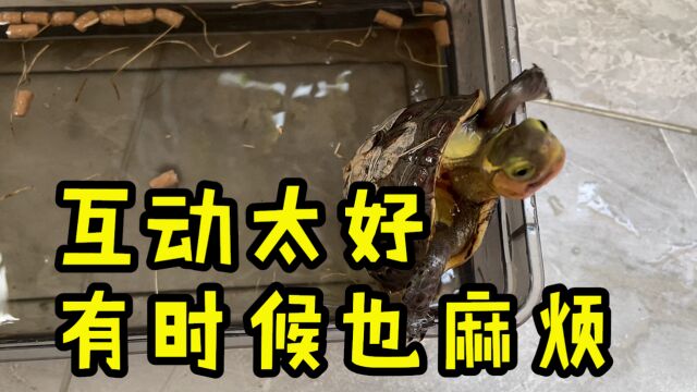 【Ygh】小黄缘互动太好,只顾着追手不看饲料