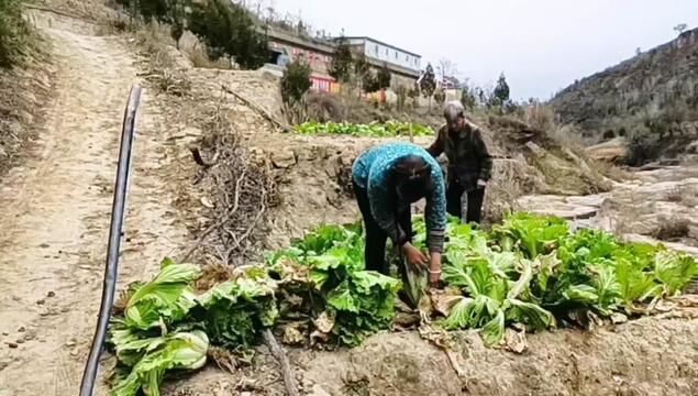 陕北的冬天严寒而漫长,马上要下雪了,跟82岁婆婆把白菜拉回去,然后挖个窖藏起来,能吃到来年的三、四月