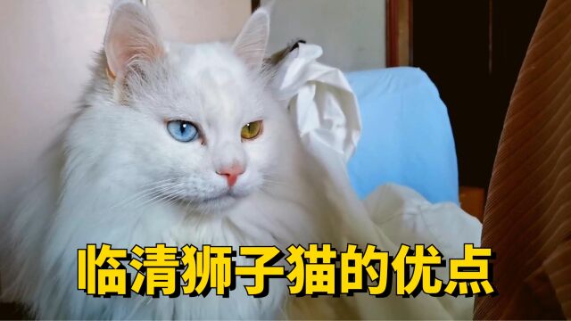 养猫就养临清狮子猫,有这几大优点! 横屏