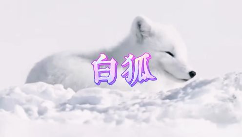白狐 - 陈瑞原唱经典歌曲