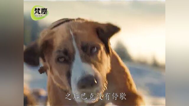 优秀的雪橇犬失去了工作,却一步步逆袭成了一代狼王3