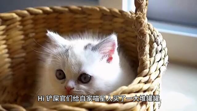 各国家猫罐头特点分析,可以当主食的猫罐头推荐