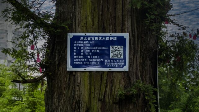 走进湖北利川中国水杉植物园ⷦŽ⨮🮐Š670年植物活化石利川水杉树