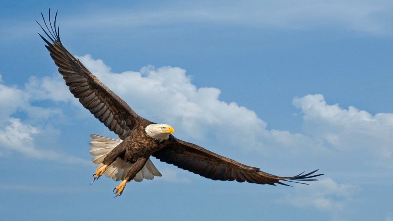 孤独的草原鹰-笛子独奏-琴台乐坊