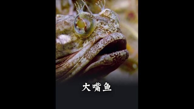 大嘴鱼鼻䲁 海牙平头哥 #鼻鳚 #纪录片