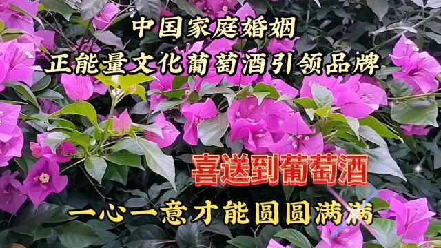 紫色的树花盛开美景,鲜花风景秀丽,赏心悦目真好看,心情美美哒