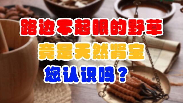 农村无杂草!这个路边不起眼的野草,有补肾作用,您认识嘛?