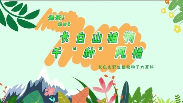 探秘!长白山植物千“种”风情~东北杏