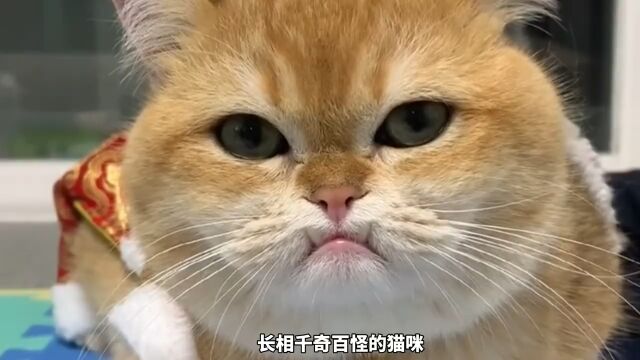 长相千奇百怪的猫咪,哪一只更可爱?