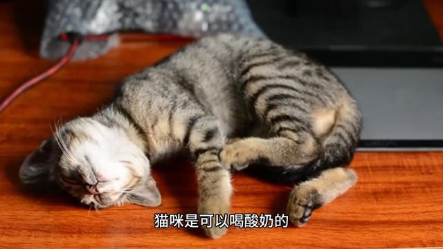 猫咪可以喝酸奶吗?关于酸奶的知识,你现在知道还不晚