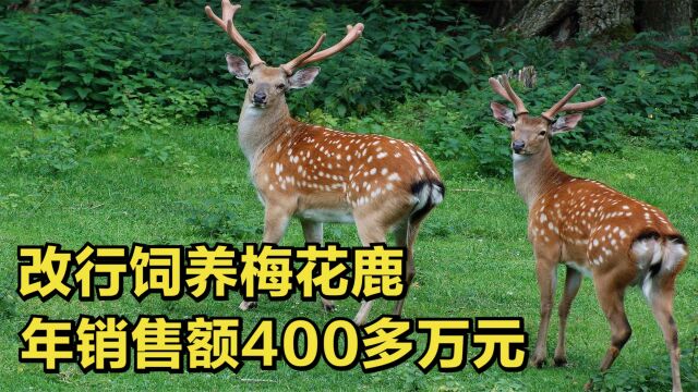 福建男子转行养殖鹿,一克鹿茸就卖16元,年销售额达400多万元!