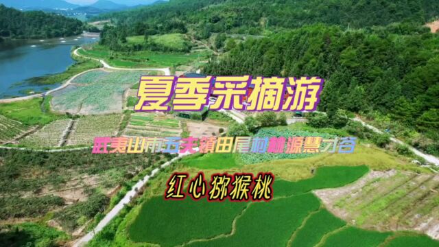 夏季采摘游丨武夷山市五夫镇田尾村桃源慧才谷红心猕猴桃