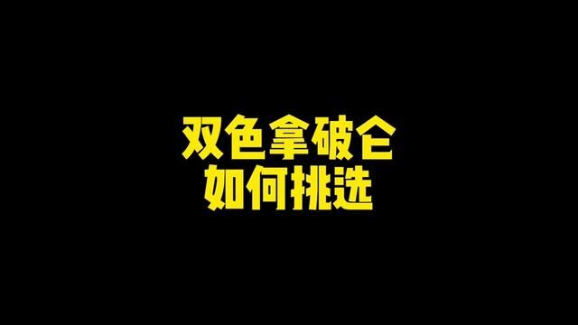 #猫咪 怎么看双色拿破仑品相,双色拿破仑应该如何挑选,米努特矮脚猫如何挑选#拿破仑矮脚猫 #拿破仑猫 #乳白拿破仑矮脚