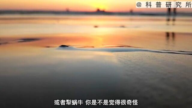 没眼睛而且还会冲浪的蜗牛你见过吗?