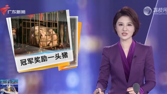 梅州:冠军奖励一头猪!城北镇“村超”收官