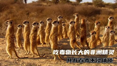 狐獴具有百毒不侵体质，能将眼镜蛇按在地上摩擦_高清1080P在线观看平台_腾讯视频