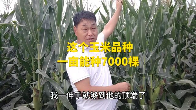 这个玉米品种,一亩能种7000棵,高抗倒伏还高产