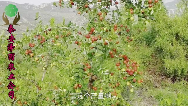 药用酸枣树苗挑选指南:双仁、2年生苗与出仁率的重要性