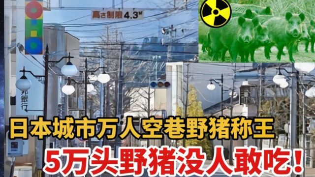 日本城市万人空巷,野猪却泛滥成灾,5万头野猪没人敢吃!