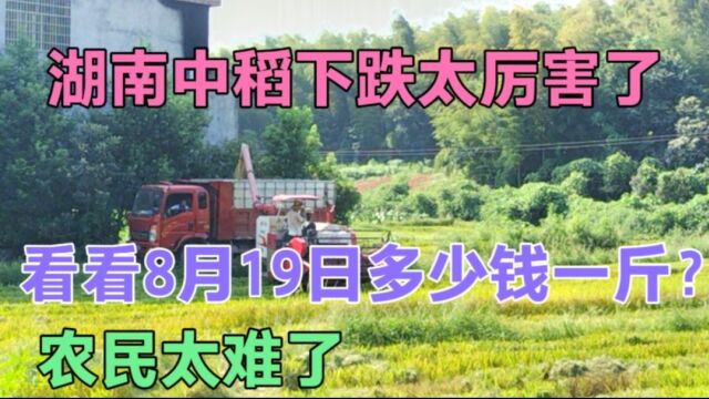 8月19日湖南中稻价格下跌太厉害了,看看多少钱一斤?农民太难了