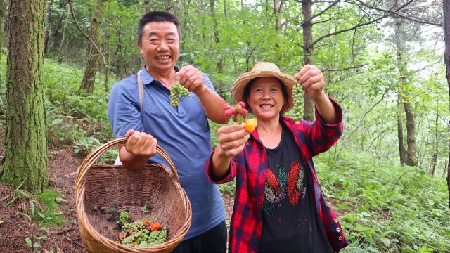 听说五味子成熟了,阿松和父母进深山老林,寻找北五味子