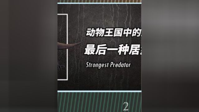 谁才是最被低估的凶猛动物盘点10种动物王国中的最强掠食者