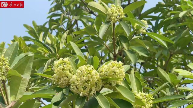 被吐槽“味道太上头”?广州街头这种树可以防虫害