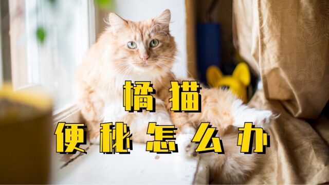 橘猫经常便秘怎么办?4招教你解决!