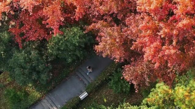 惊艳!速来打卡!永康城区藏着一片绝美枫树林