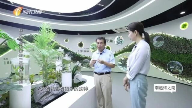 杨小波:探索海南“植物群落王国”