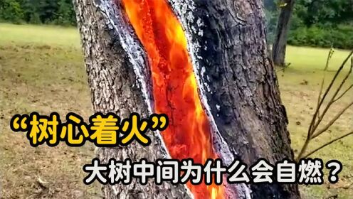 不可思议的“树心着火”,为什么大树中间会燃烧?看完长知识了!_高清1080P在线观看平台_腾讯视频