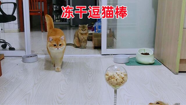 网红冻干逗猫棒玩具,主打边玩边吃,会令这三只猫着迷吗?