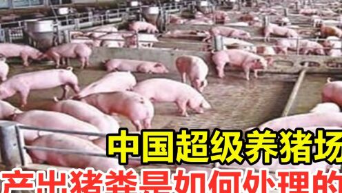 中国超级养猪场，年出栏量210万头，产出猪粪是如何处理的？