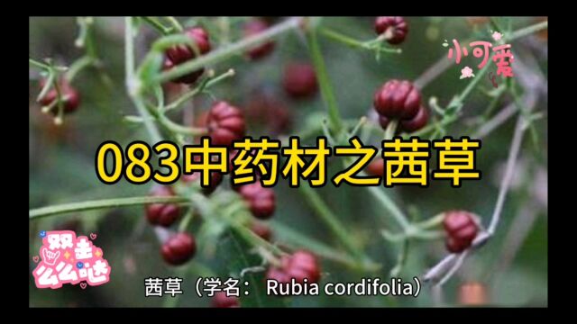 083中药材知识分享之茜草