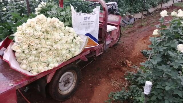 大量元素水溶肥云南玫瑰使用蔓叶大量元素水溶肥,叶油亮厚,花型好,花枝健壮,整体长势好