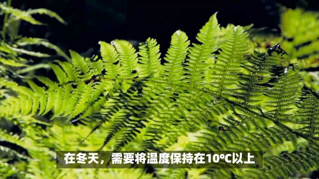 蕨类植物如何养?这几种简单的方法和技巧分享给大家