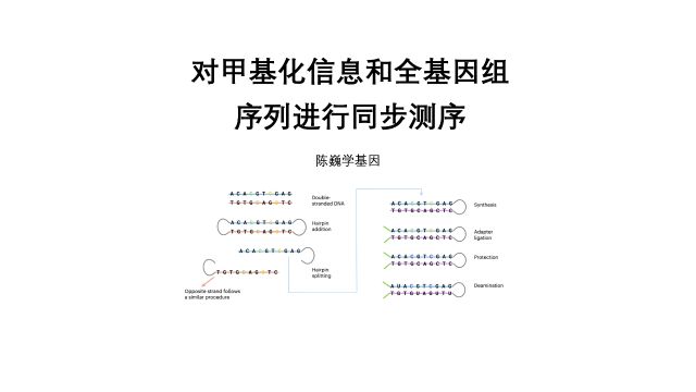 【陈巍学基因】对甲基化信息和全基因组序列进行同步测序