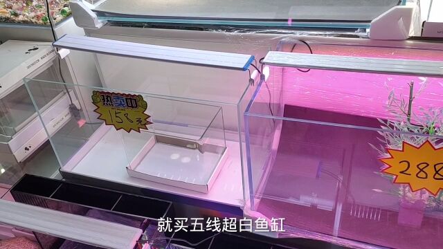 过来国内大型观赏鱼市场,了解这边超白玻璃鱼缸品质怎么样,适合对品质要求高的玩家