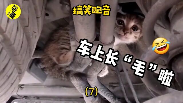 沙雕视频搞笑配音:多久没洗车了你心里没数吗?车上都长“毛”了