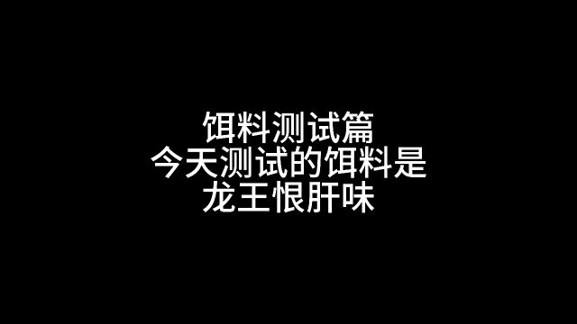 真实野钓饵料测试,龙王恨肝味