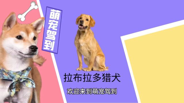 【萌宠驾到】拉布拉多猎犬有什么特征?拉布拉多猎犬性格怎么样?