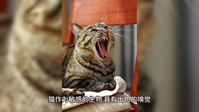 猫与蚊香:嗅觉的奥秘与潜在影响