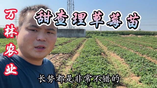 甜查理草莓苗品种育苗基地、看看我们苗子涨势怎么样